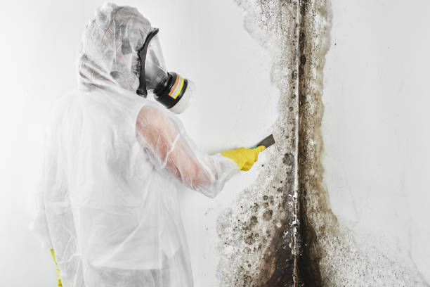 Best Mold Testing  in Bushnell, IL