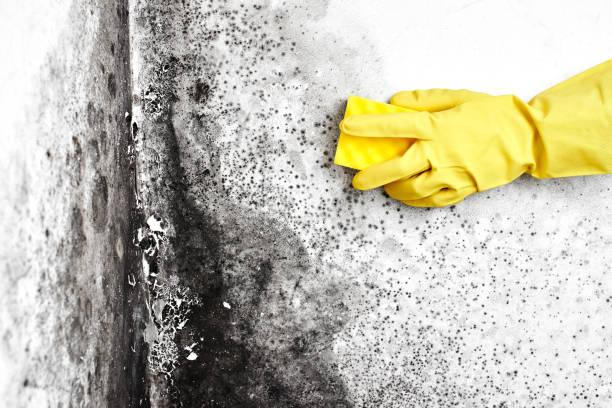 Best Mold Cleaning Services  in Bushnell, IL