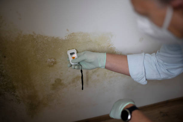 Best Commercial Mold Removal  in Bushnell, IL