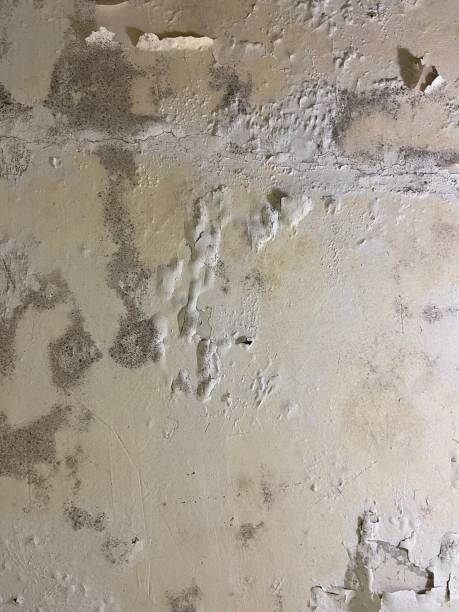 Best Best Mold Removal Companies  in Bushnell, IL