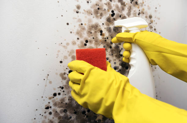Professional Mold Removal in Bushnell, IL