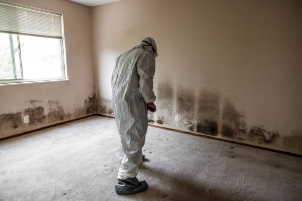 Best Fast Mold Removal  in Bushnell, IL