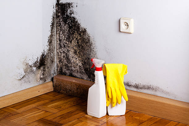 Attic Mold Removal in Bushnell, IL