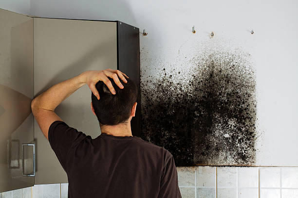 Crawl Space Mold Removal in Bushnell, IL
