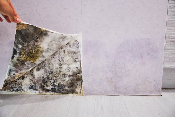 Best Mold Remediation Experts  in Bushnell, IL